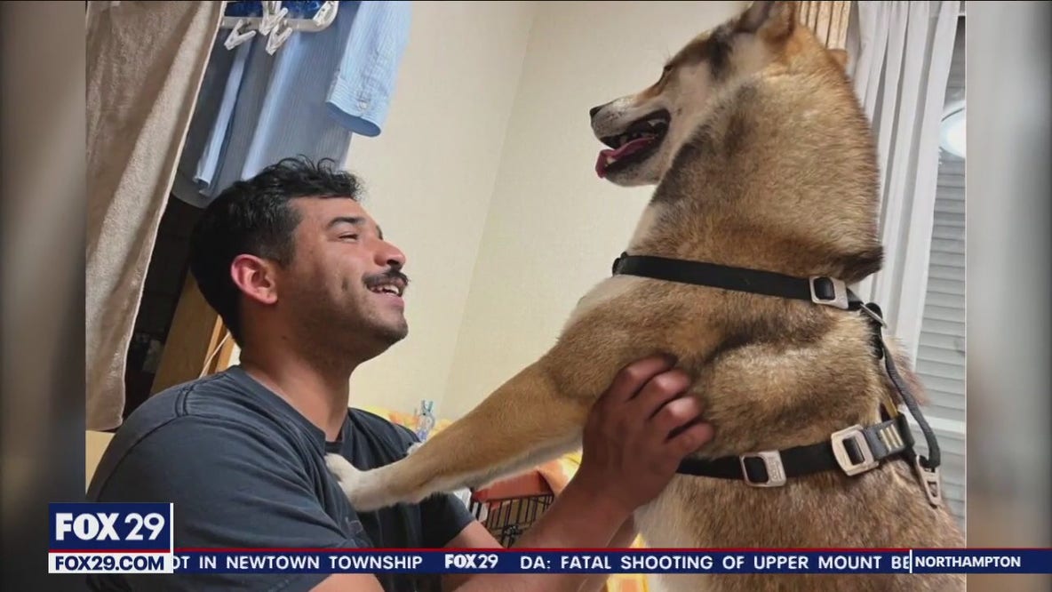 'He's my companion': Service member desperately searching for lost dog in Philaedelphia